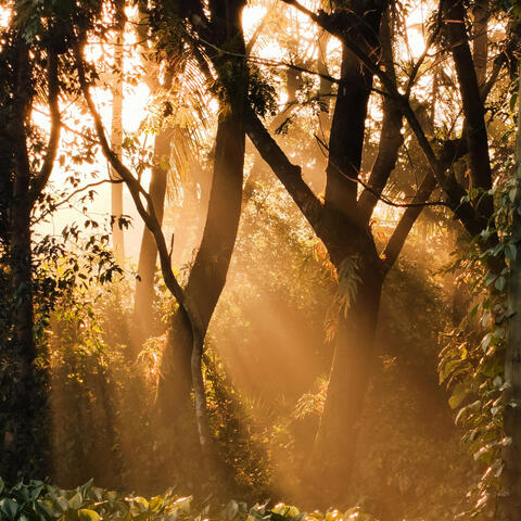 Sunlight