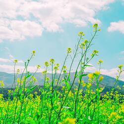 “Feel Good Beats” song that can be used as BGM for advertising commercials