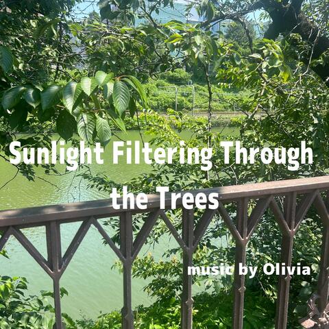 Sunlight Filtering Through the Trees