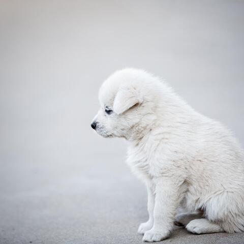 One’s beloved dog