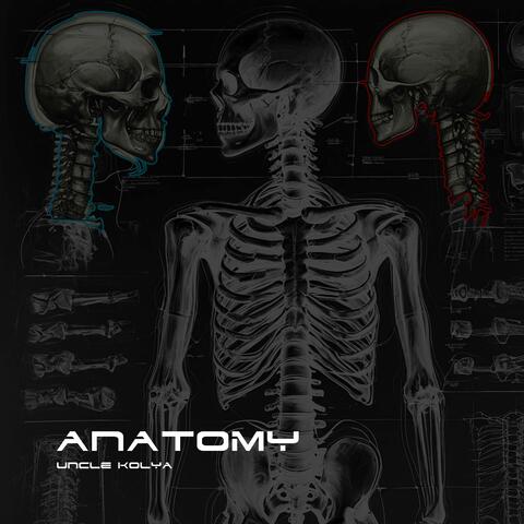 Anatomy