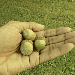 3 Acorns