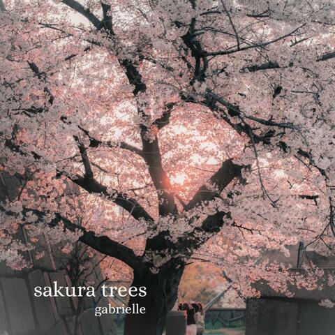 sakura trees