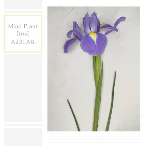 Mind Plant［Iris］