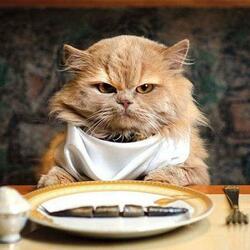 I Will Not Feed In