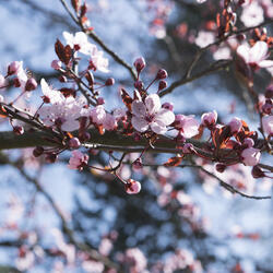 Cherry Blossom