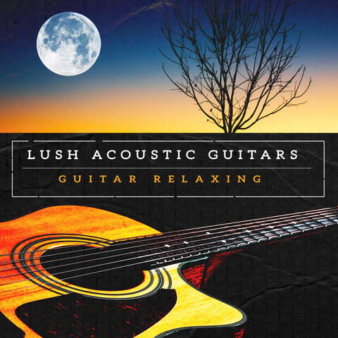 Lush Acoustic Guitars