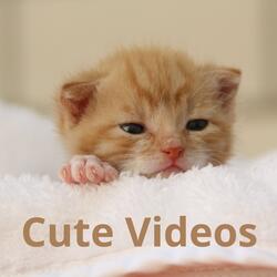 Cute Videos
