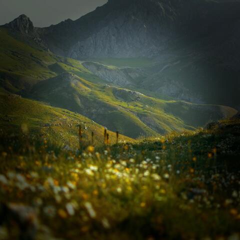 wild sown flowers