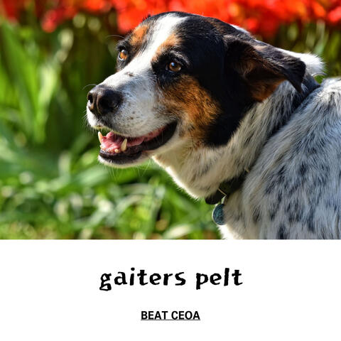 gaiters pelt