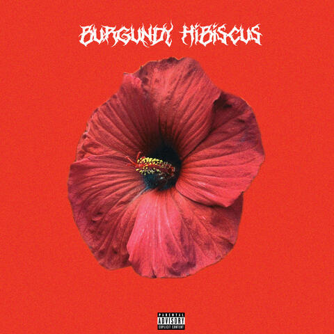 BURGUNDY HIBISCUS