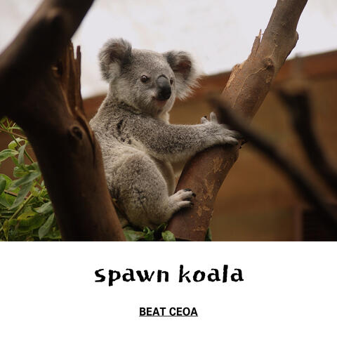 spawn koala