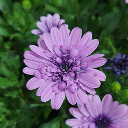 Osteospermum