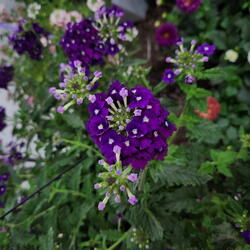 verbena
