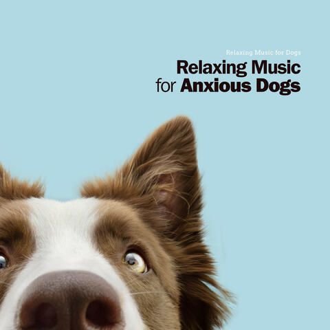 Relaxing Music for Anxious Dogs