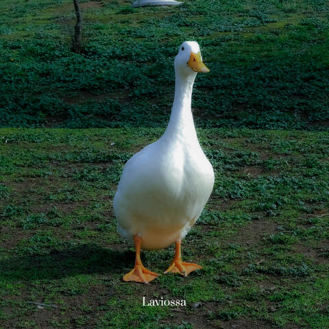 slow living
