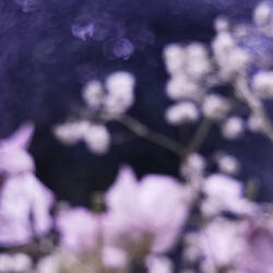 Under Isen (sunrise dew)