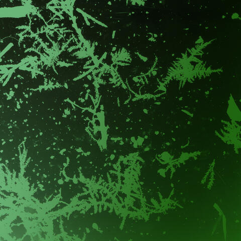 The Forest Chord