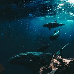 Hey Look over There ! That's a Whale