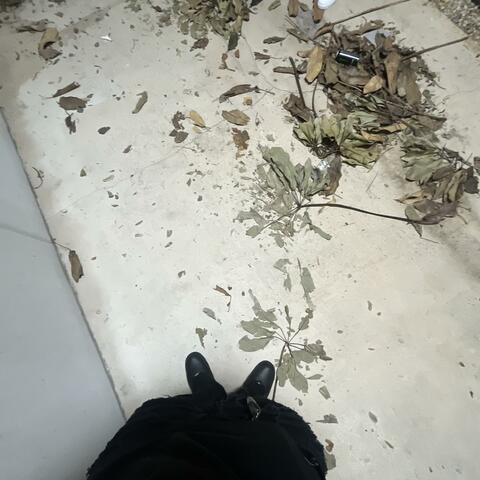 Cash Coww