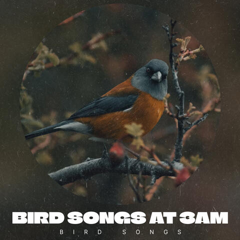Bird Songs at 3AM