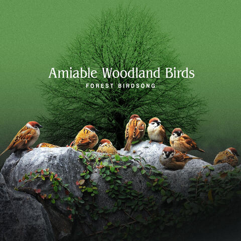 Amiable Woodland Birds