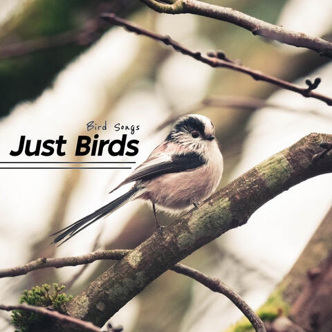 Just Birds