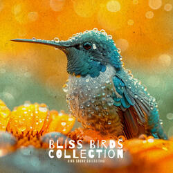 Motif Chirp