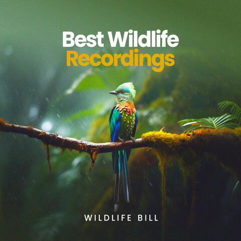 Best Wildlife Recordings