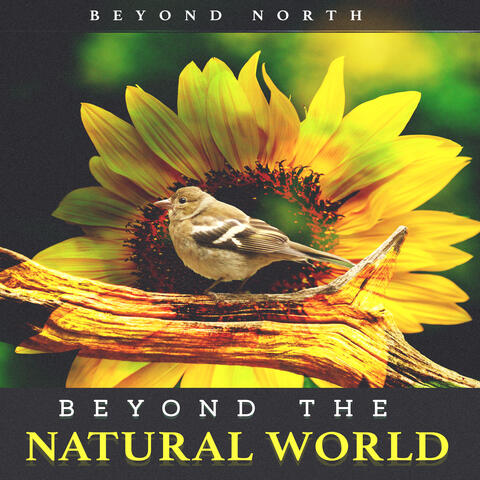 Beyond the Natural World