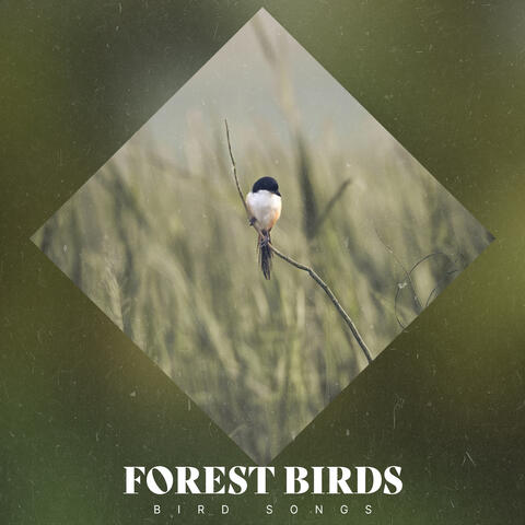 Forest Birds