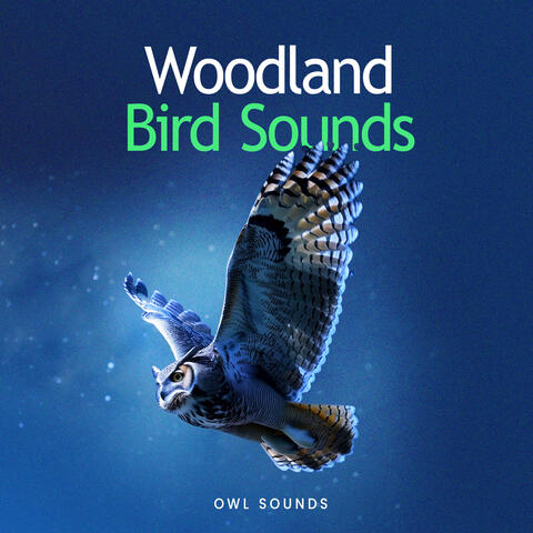 Woodland Bird Sounds