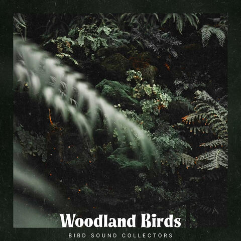 Woodland Birds