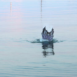 Mermaids of the Great Lakes