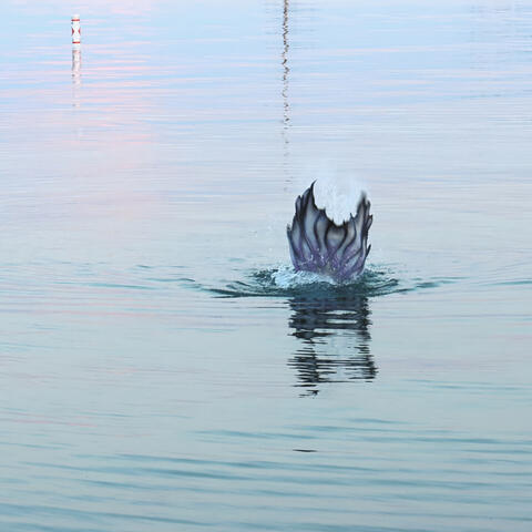 Mermaids of the Great Lakes