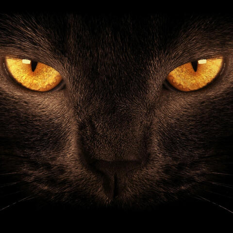 El gato black cat