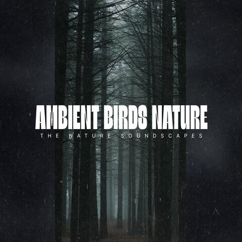 Ambient Birds Nature