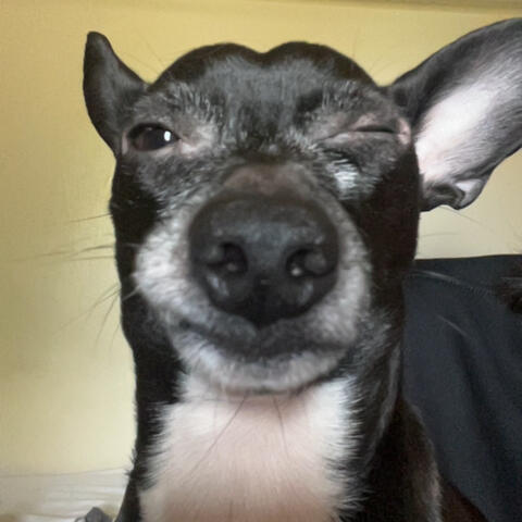 Bark
