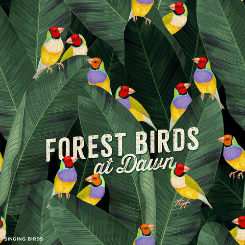 Forest Birds at Dawn