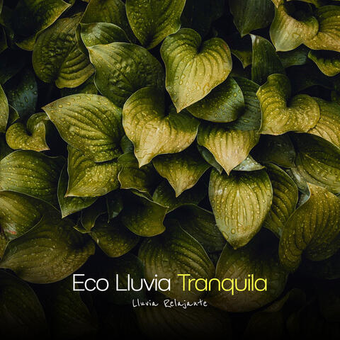 Eco Lluvia Tranquila