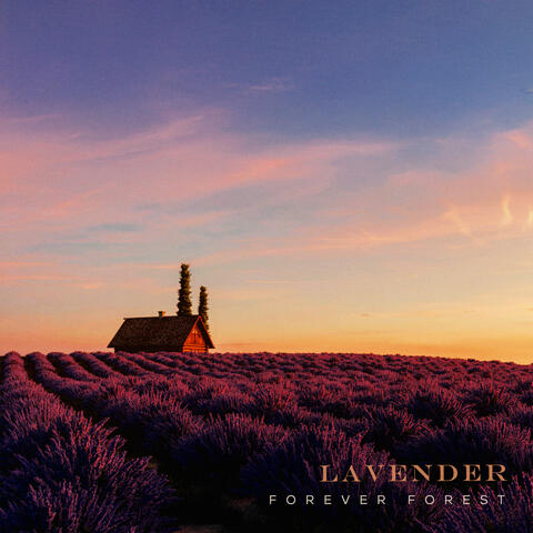 Lavender