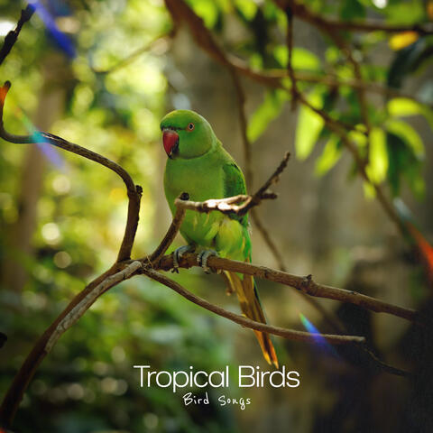 Tropical Birds
