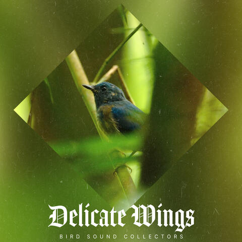 Delicate Wings