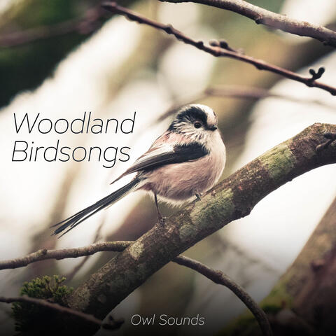 Woodland Birdsongs