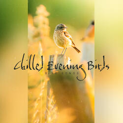 Wistful Blackbirds