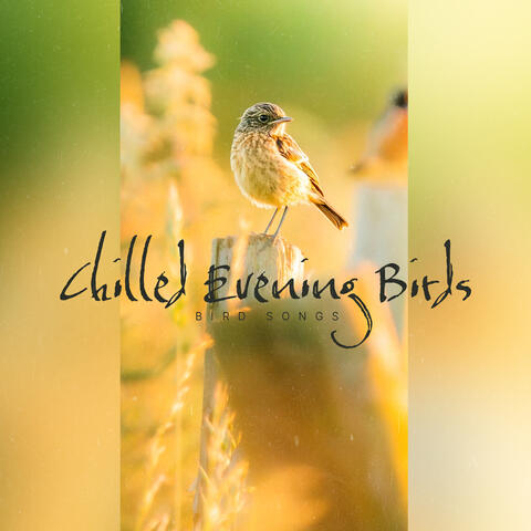 Chilled Evening Birds