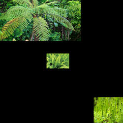 ferns