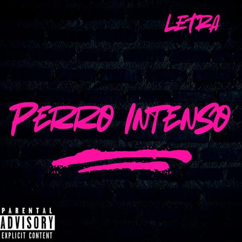 PERRO INTENSO