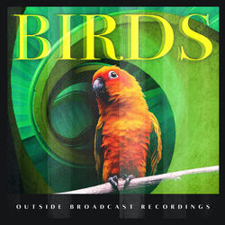 More Birds