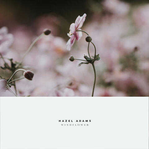 Windflower